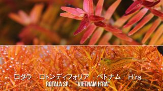 Thumbnail of post image 048